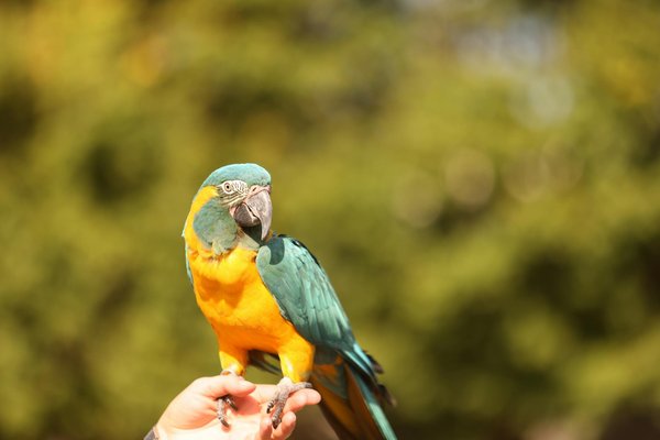 Les problèmes de vision chez les chiens: comment les reconnaître et les traiter