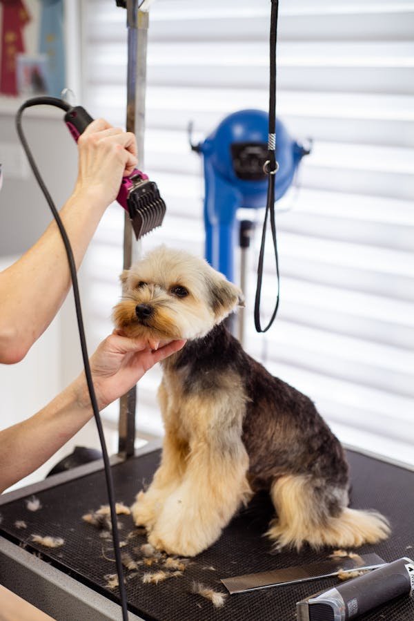 Satisfait ou remboursé : la tondeuse PawCare pour chiens