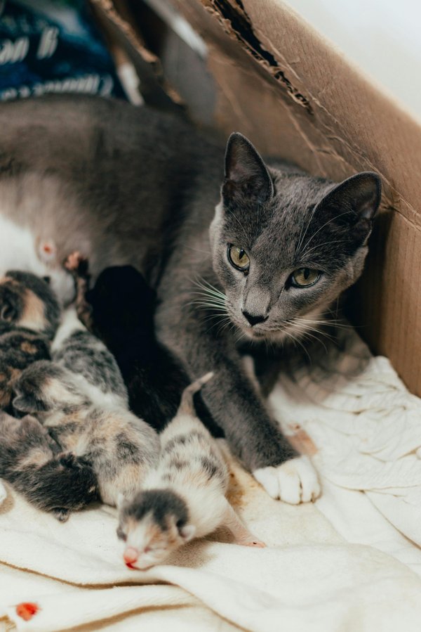 Litière automatique pour chat : le confort à portée de patte